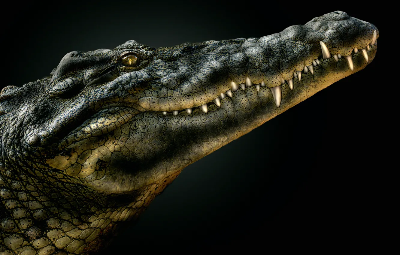 Фото обои крокодил, пасть, аллигатор