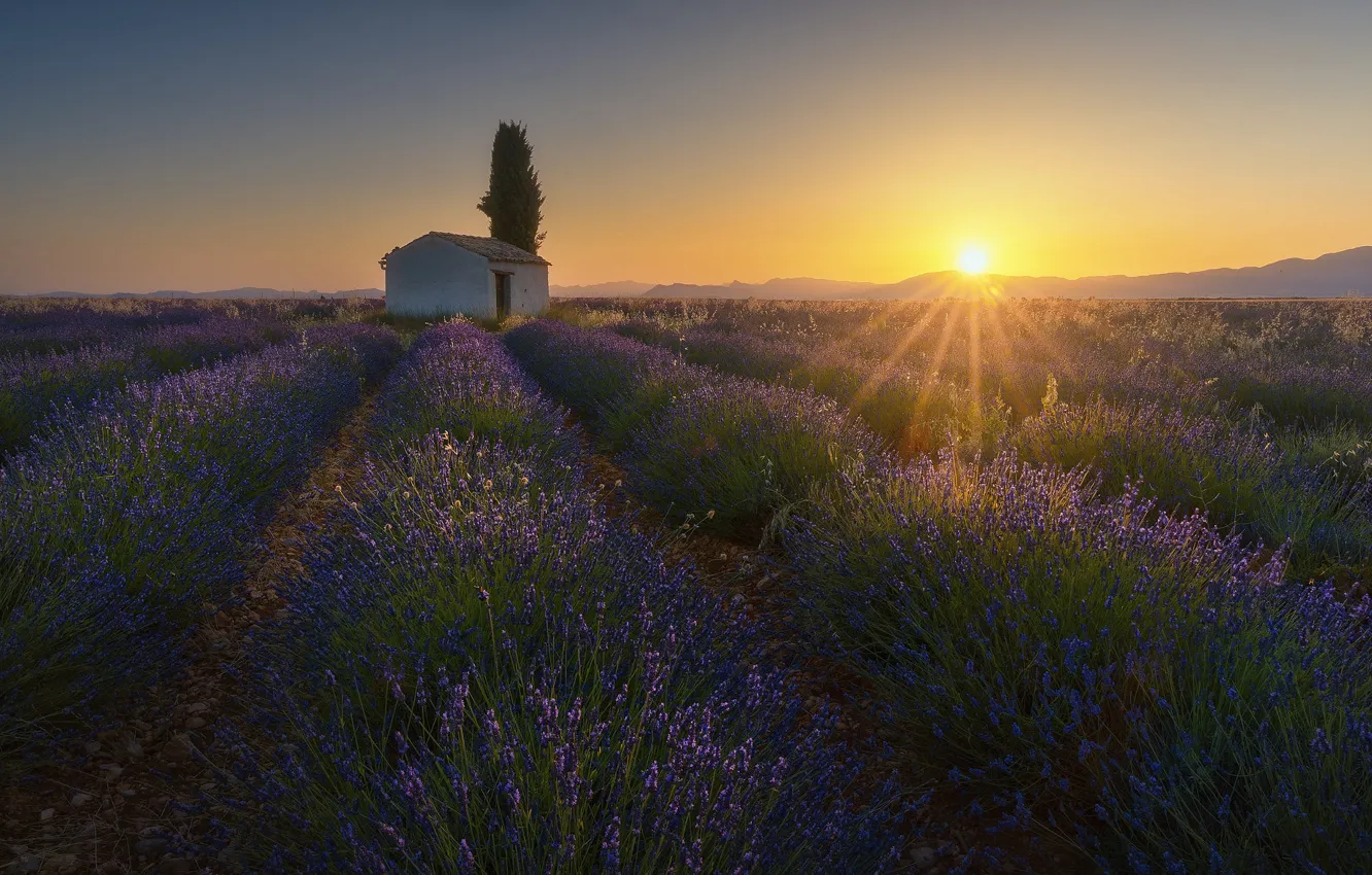 Фото обои лето, небо, солнце, облака, лучи, свет, деревья, закат