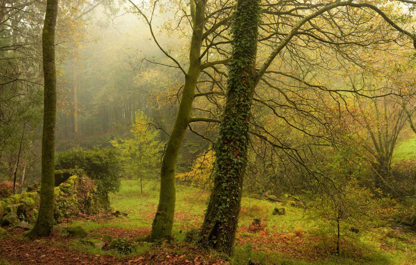Фото обои зелень, осень, лес, листья, деревья, ветки, природа, туман