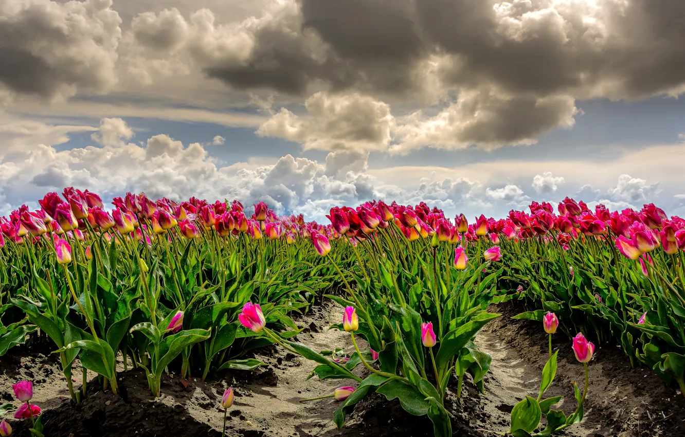 Фото обои поле, небо, облака, ветер, фотошоп, тюльпаны, Нидерланды, много