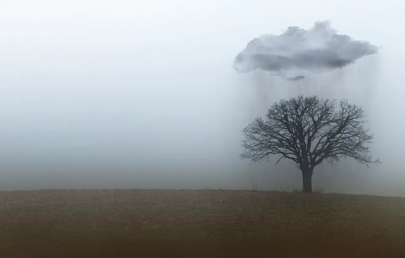 Фото обои поле, осень, туман, дождь, дерево