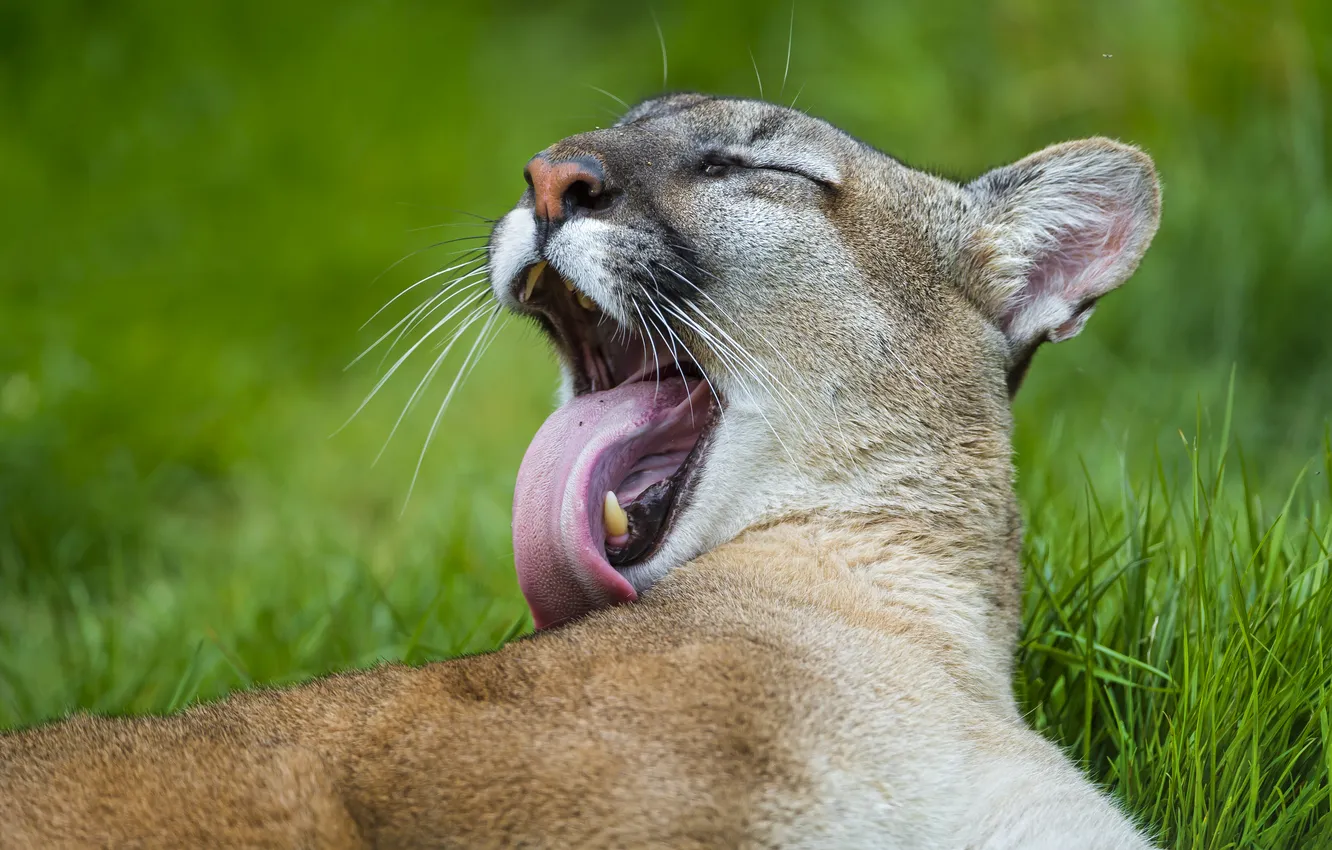 Фото обои язык, кошка, пума, умывание, горный лев, кугуар, ©Tambako The Jaguar