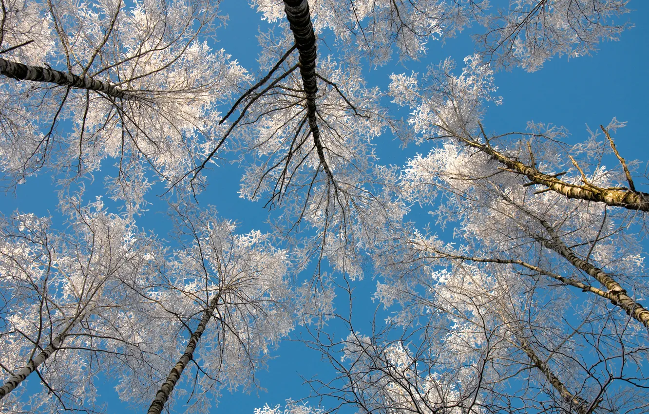 Фото обои зима, небо, иний, берёзы, Winter sky