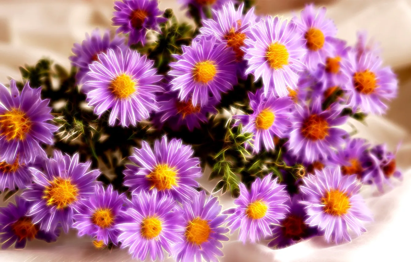 Фото обои flower, pink, bouquet, blooming, aster