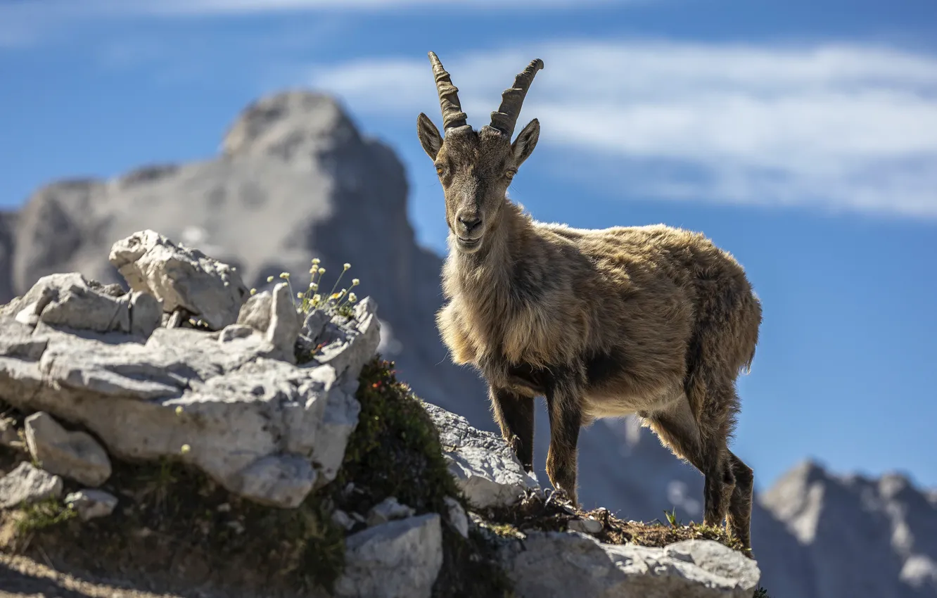 три гималайский козел. дикий аравийский козел тар. горный козел 3 буквы сканворд. горный козел 3 буквы сканворд. гималайская копытная?.