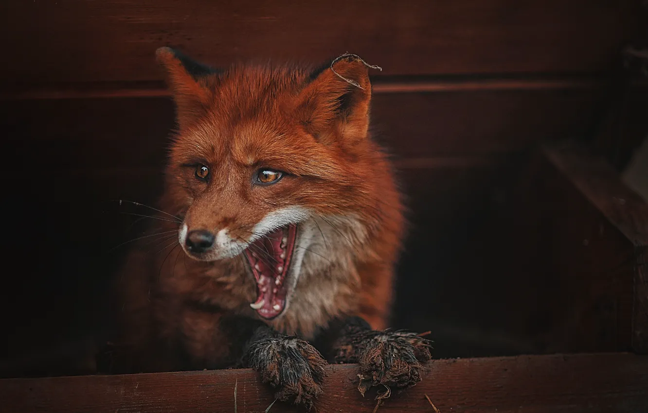 Фото обои животное, пасть, лиса, лисица, Ксения Лысенкова
