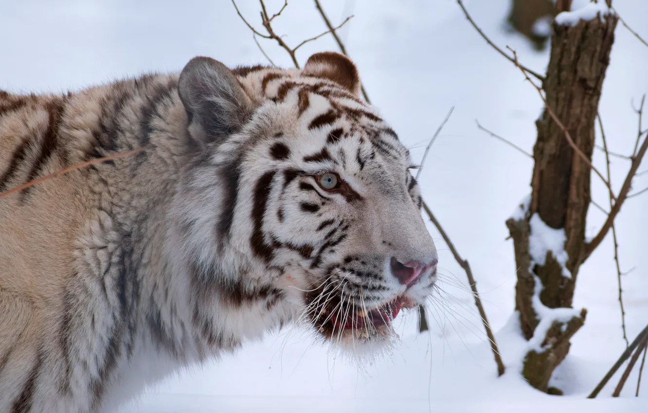 Фото обои зима, кошка, белый, взгляд, морда, снег, ветки, природа