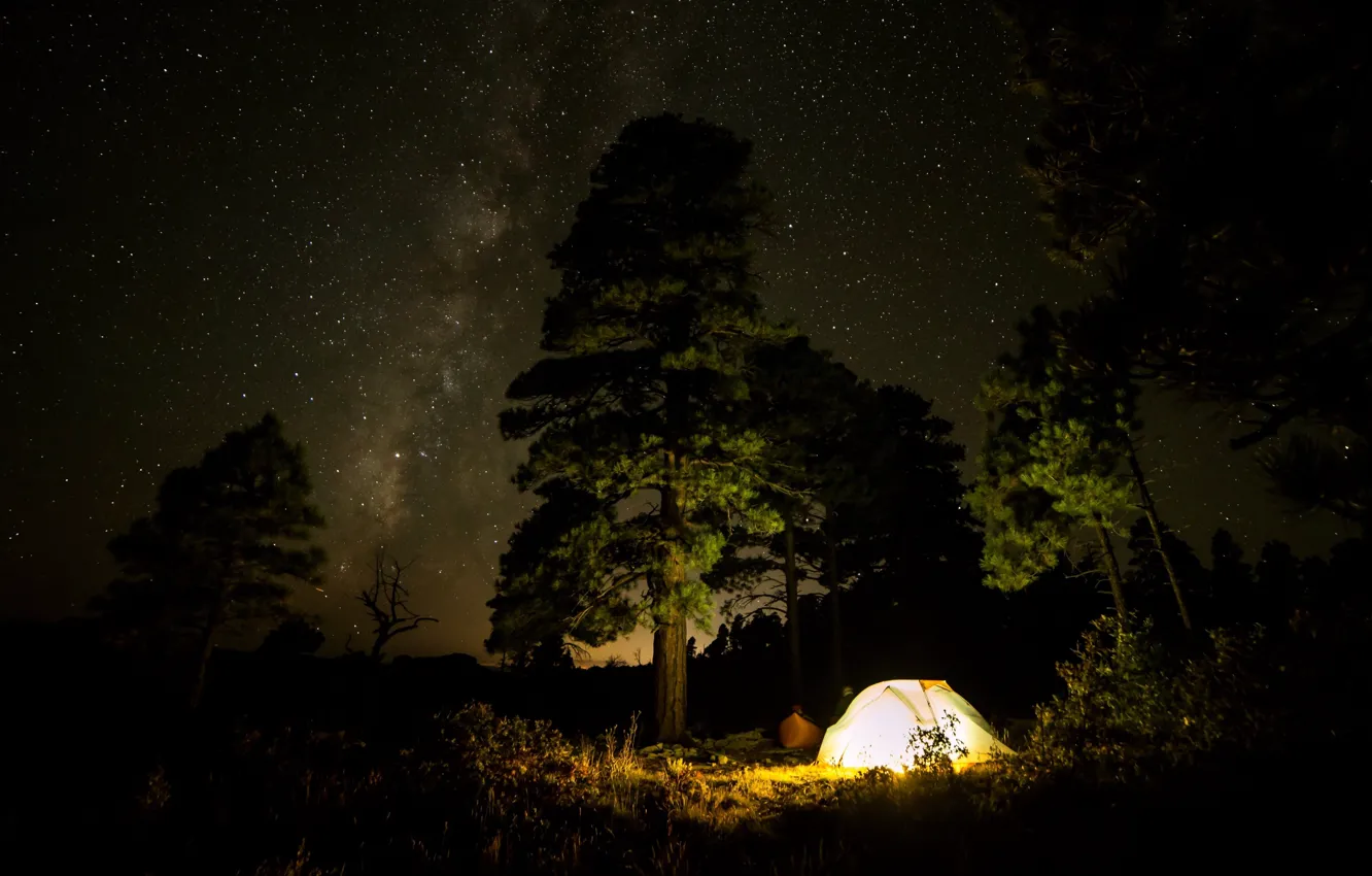 Фото обои лес, небо, свет, деревья, ночь, звёзды, Млечный путь, палатка