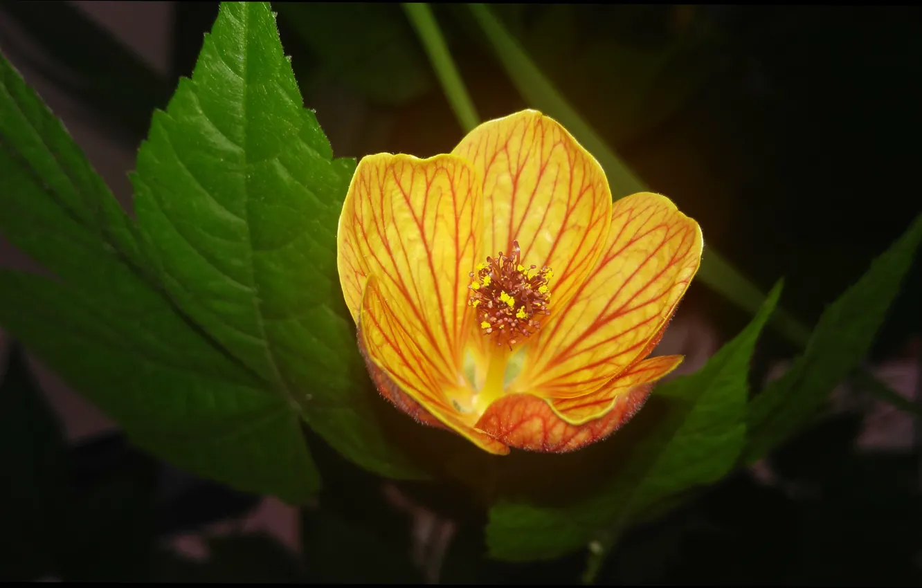 Фото обои Макро, Macro, Желтый цветок, Yellow flower
