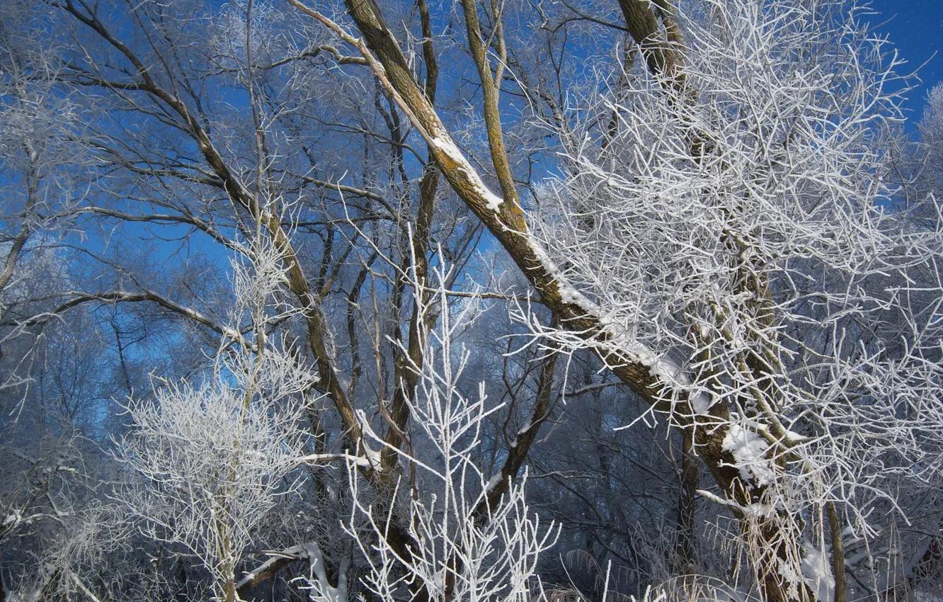 Фото обои зима, январь, Meduzanol ©, зима 2010