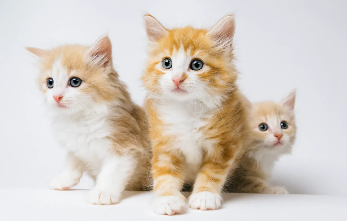 Фото обои фон, котята, рыжие, троица, Норвежская лесная кошка