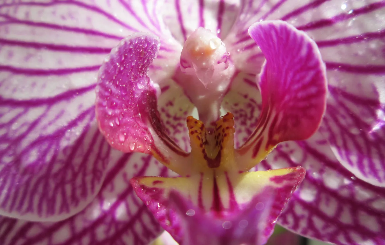 Фото обои фиолетовый, капли, желтый, полоска, орхидея