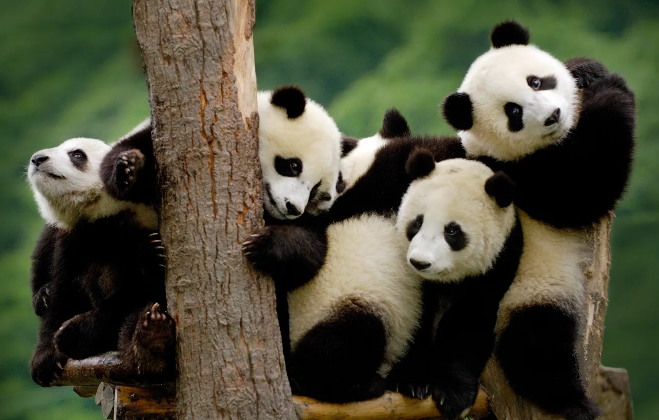 Фото обои дерево, панда, маленькие, черно-белые
