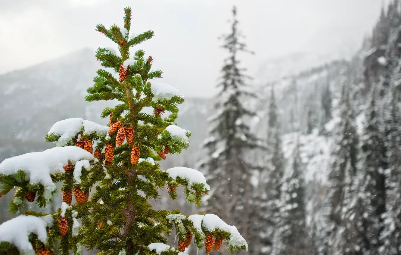 Фото обои зима, снег, горы, природа, ель, шишки