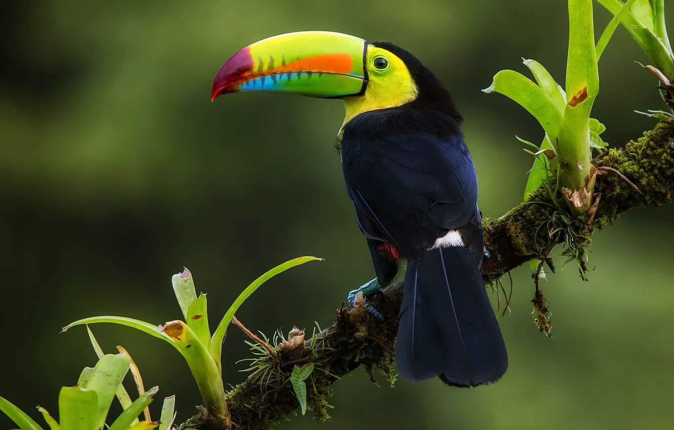 Фото обои птица, ветка, джунгли, Радужный тукан, Коста Рика