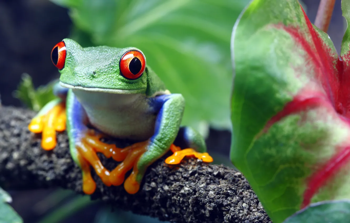 Фото обои green, colors, look, toad