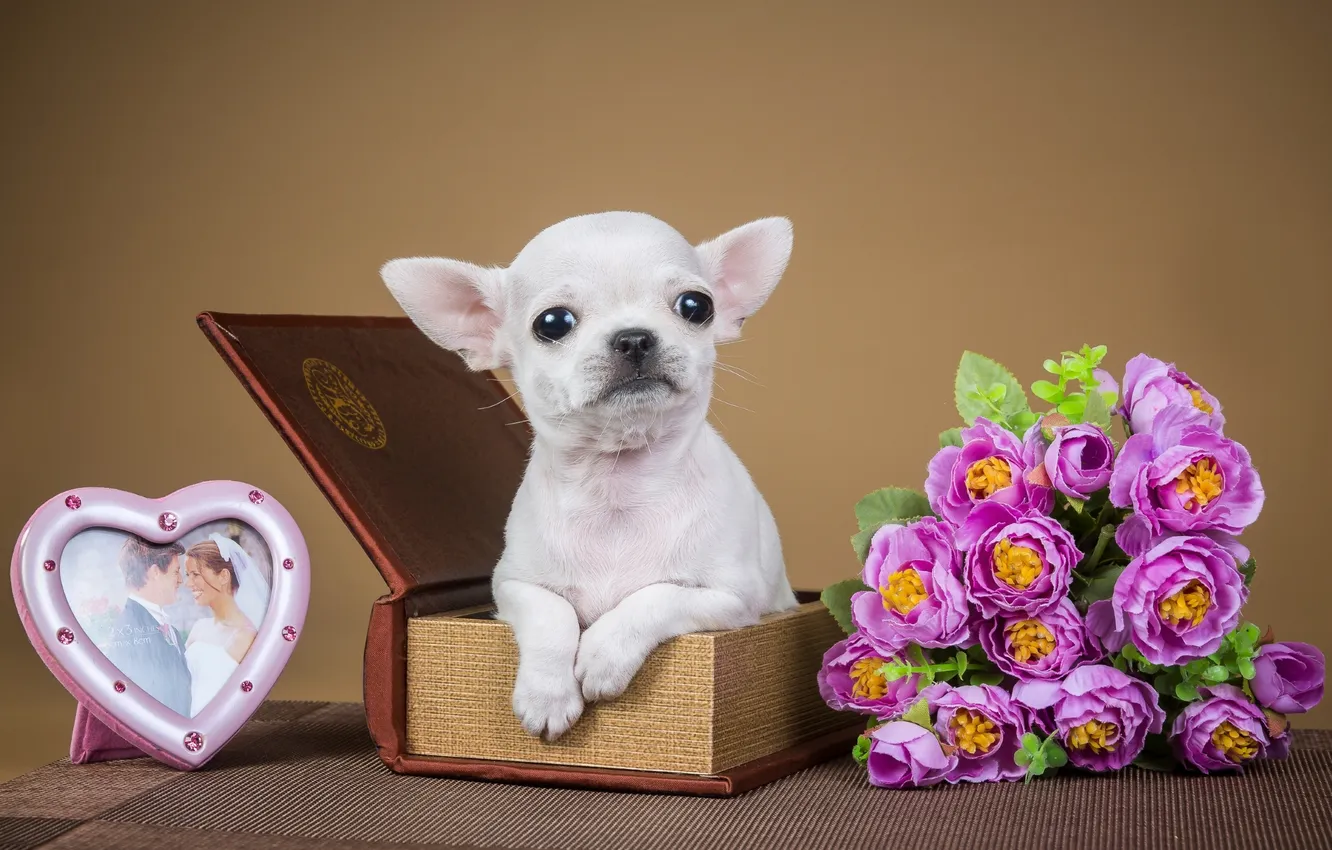 Фото обои цветы, коробка, рамка, милый, щенок, чихуахуа
