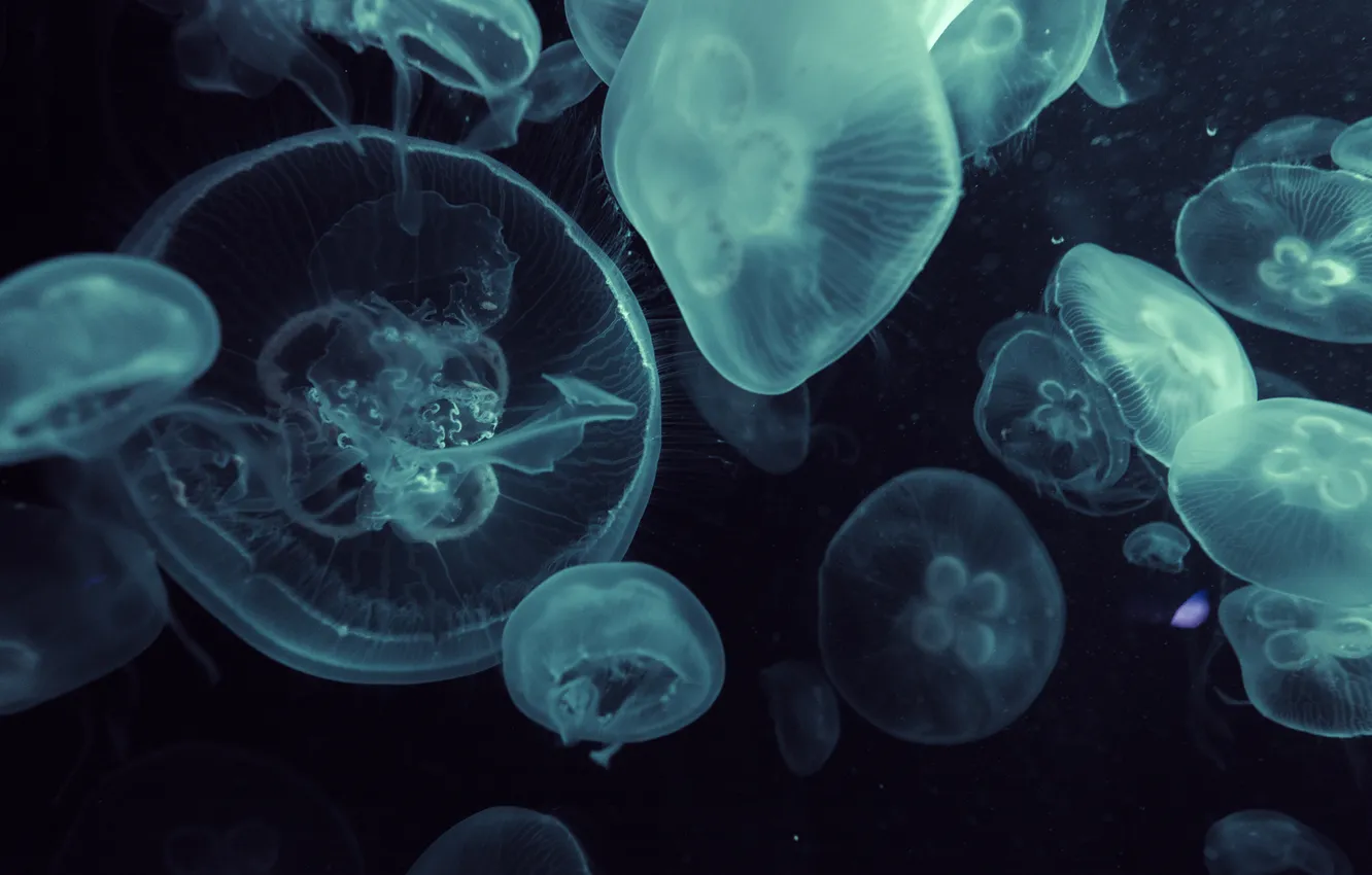 Фото обои океан, медуза, глубина, стая, медузы