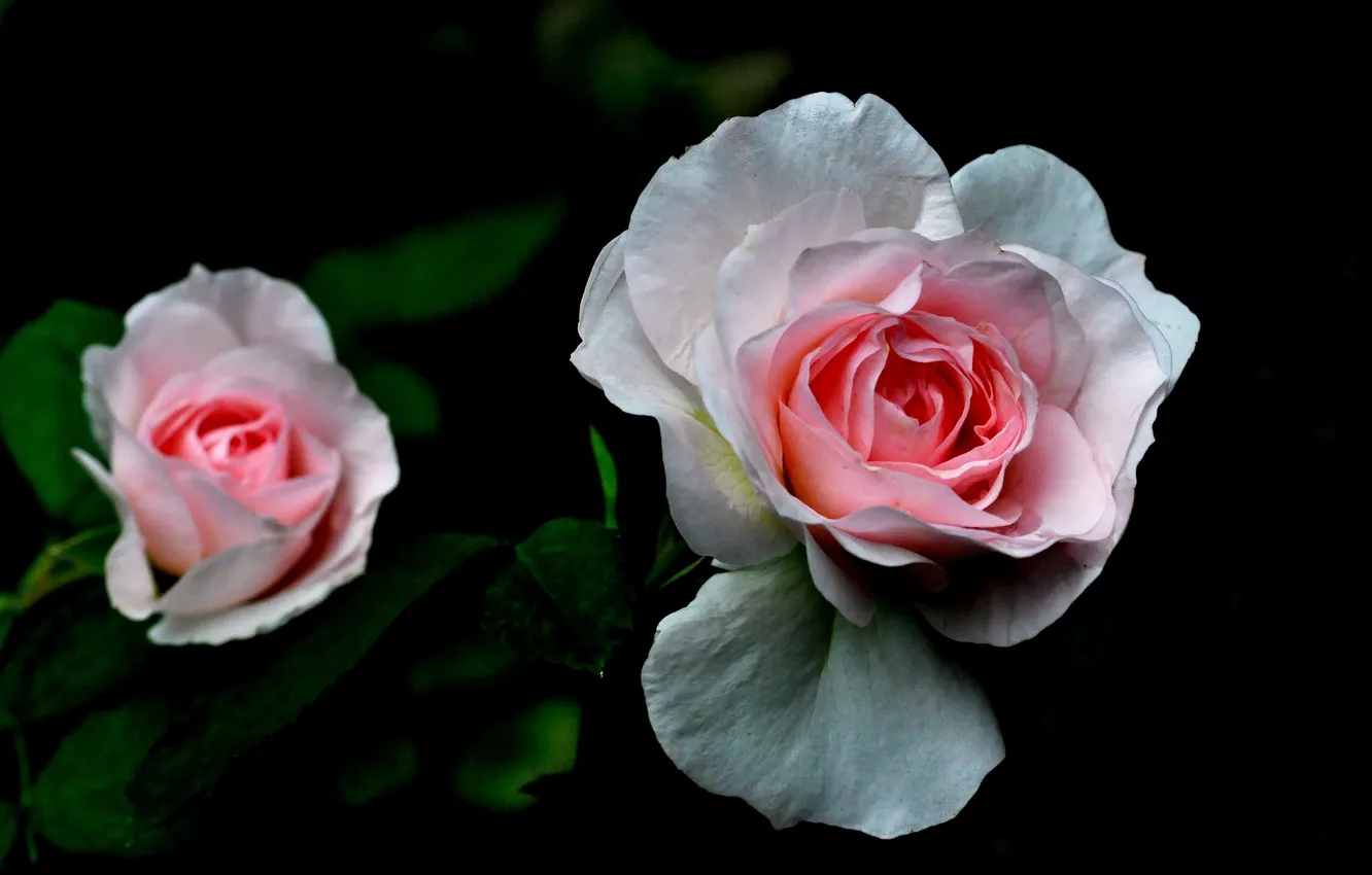 Фото обои макро, розы, бутоны