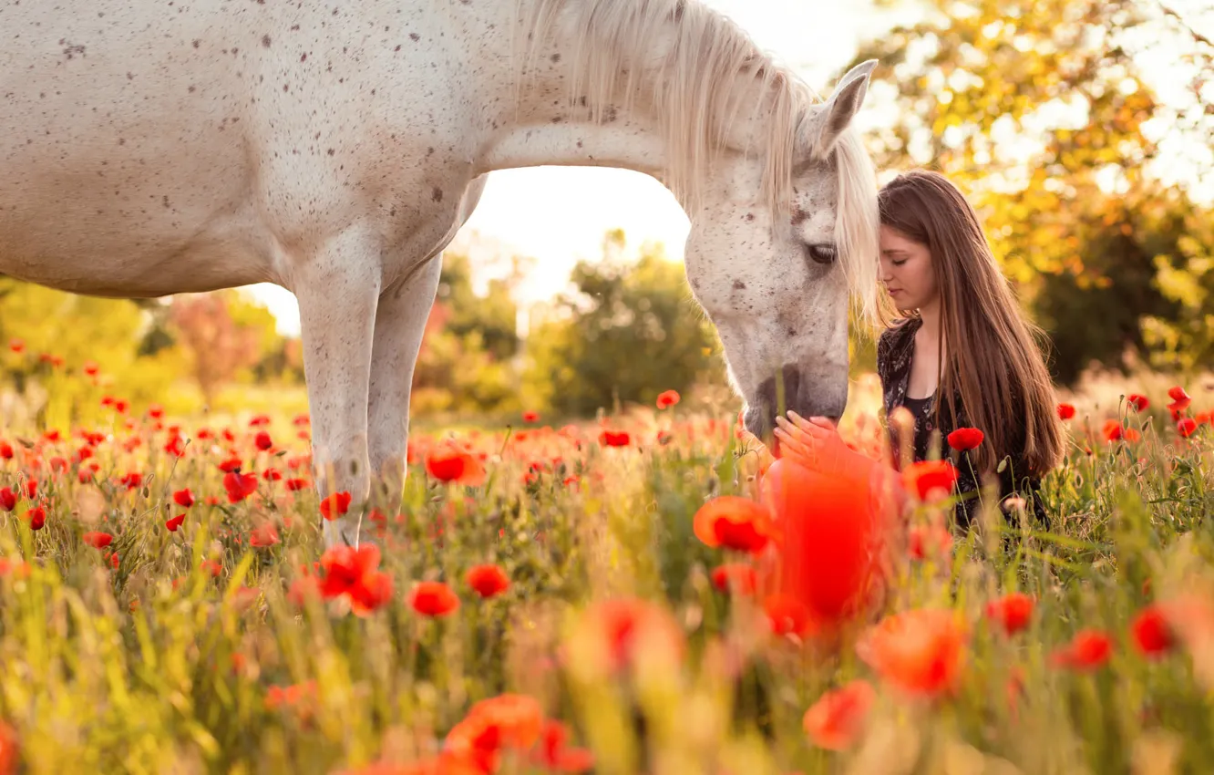 Фото обои лето, девушка, природа, конь