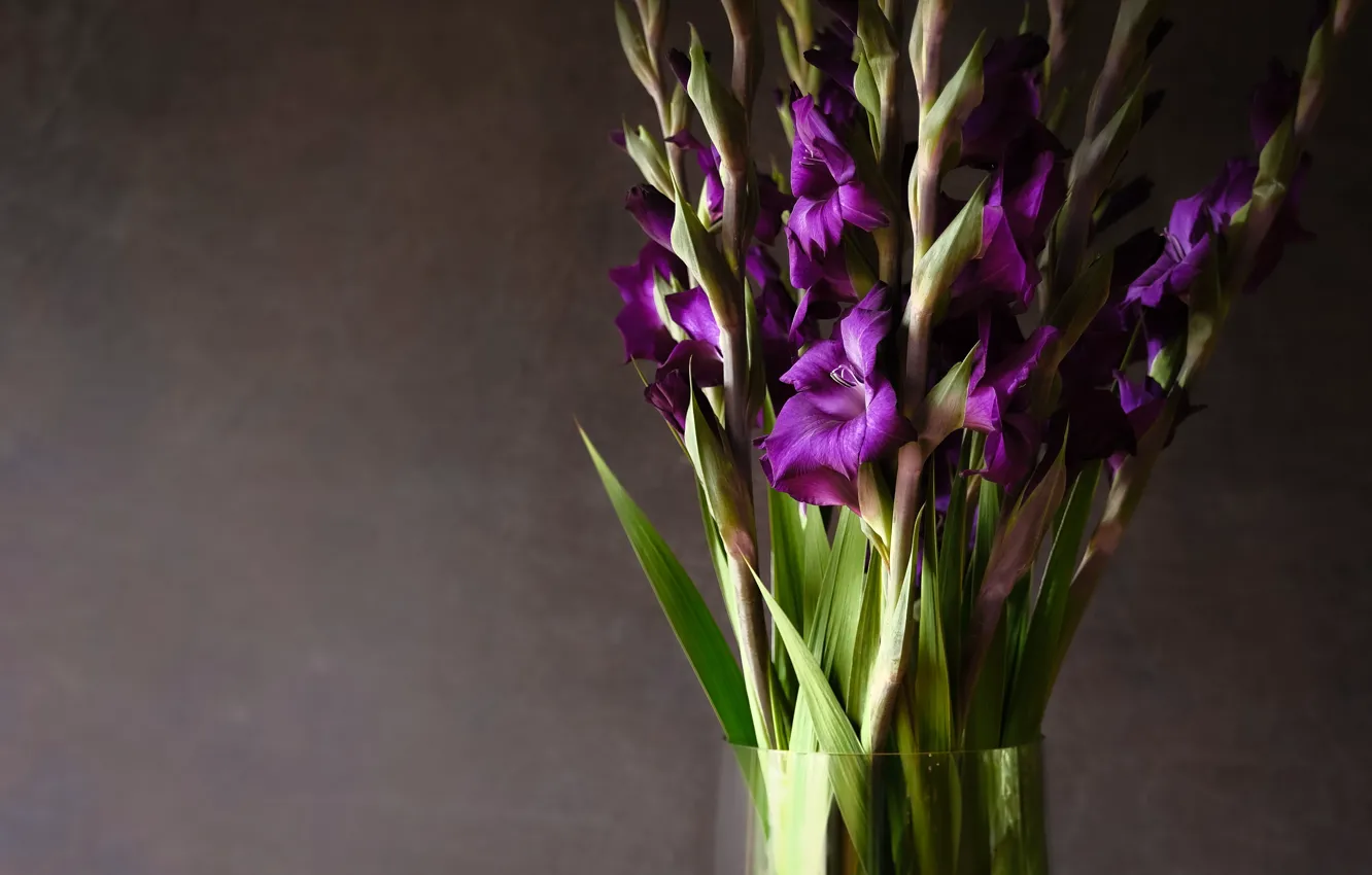 Фото обои фон, букет, фиолетовые, ваза, гладиолусы