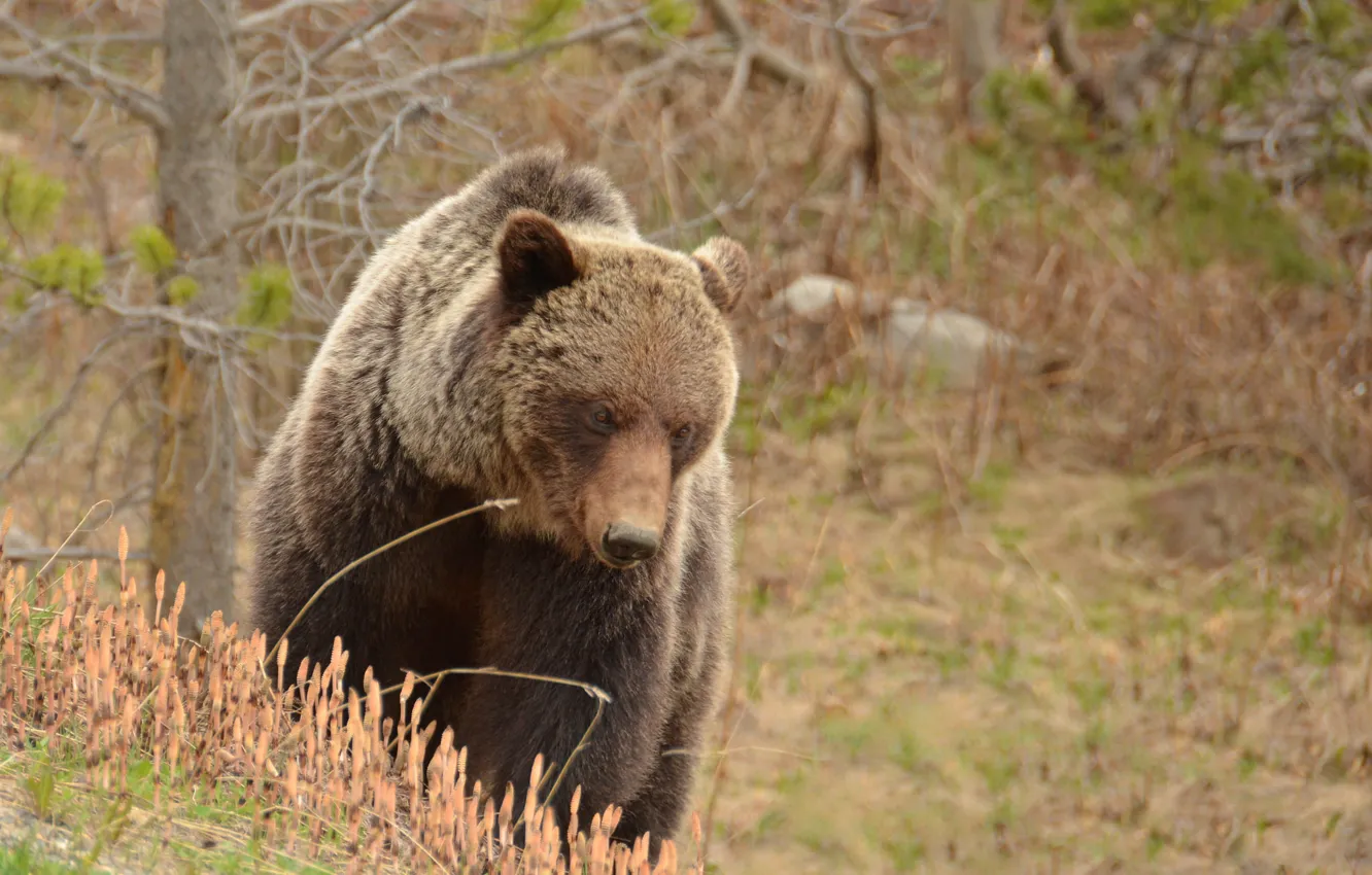 Фото обои природа, медведь, Grizzly