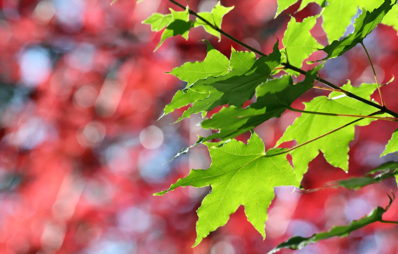 Фото обои осень, листья, Лес, ботсад
