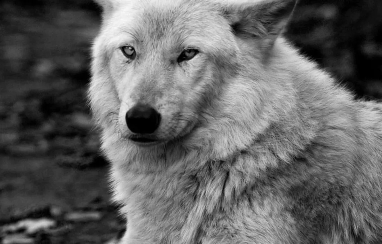 Фото обои dog, winter, snow, wolf, wolves, majestic, pack, howling
