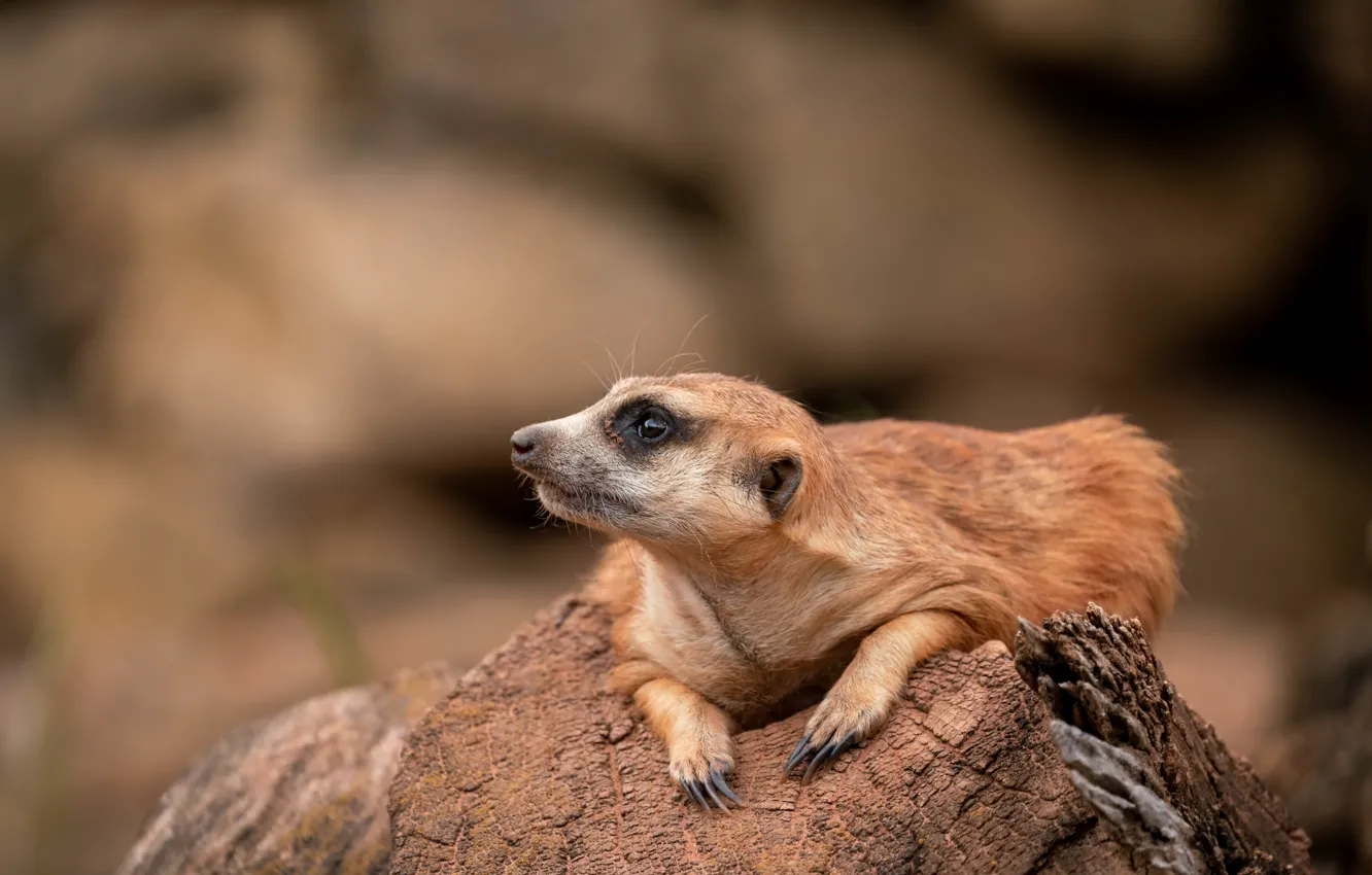 Фото обои природа, фон, Meerkat