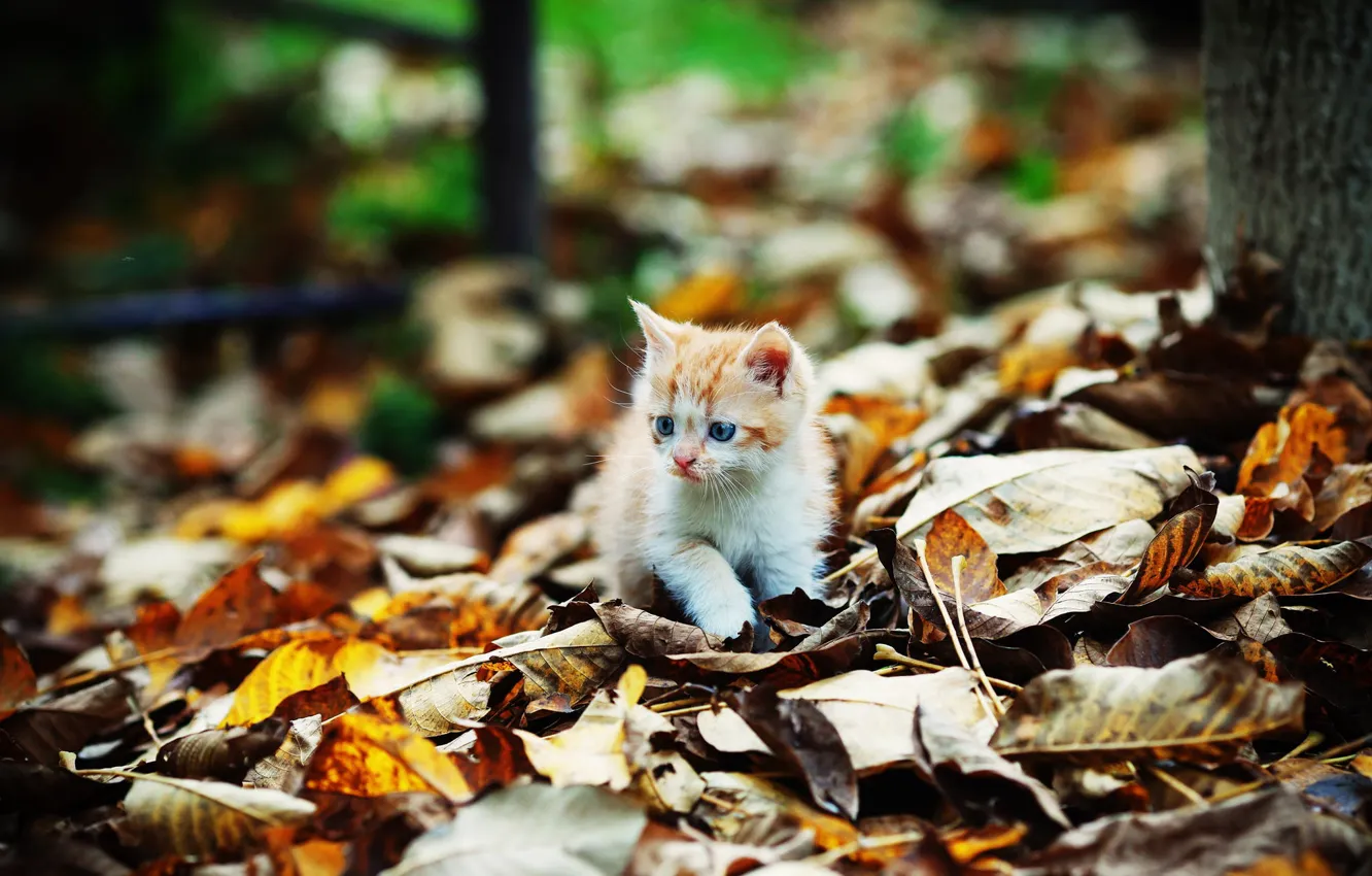 Фото обои котенок, листва, Осень