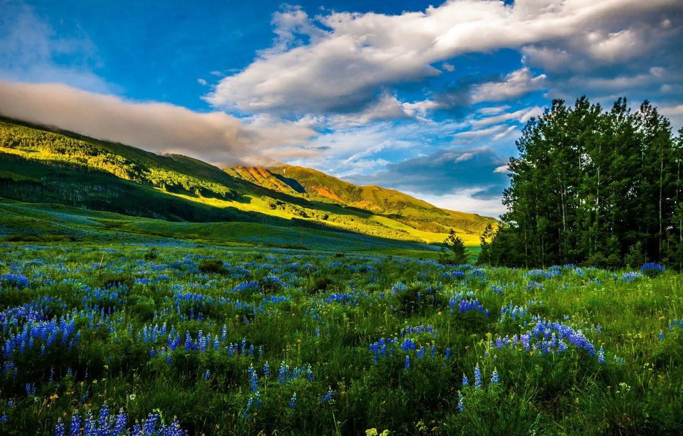 Фото обои цветы, горы, природа, фото, Колорадо, США, луга