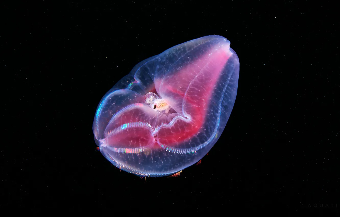 Фото обои море, вода, макро, глубина, розовое, черный фон, подводный мир, под водой