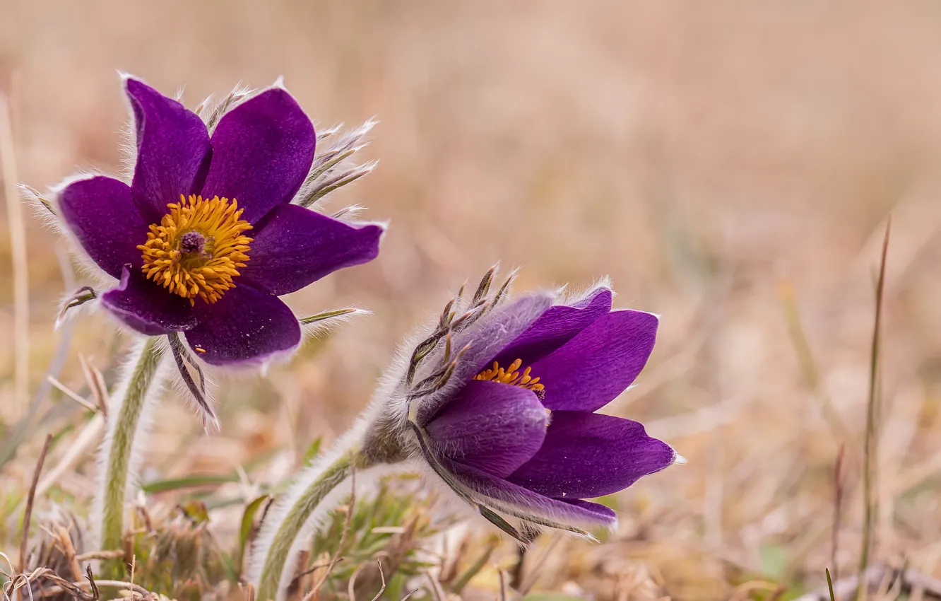 Фото обои макро, цветы, природа