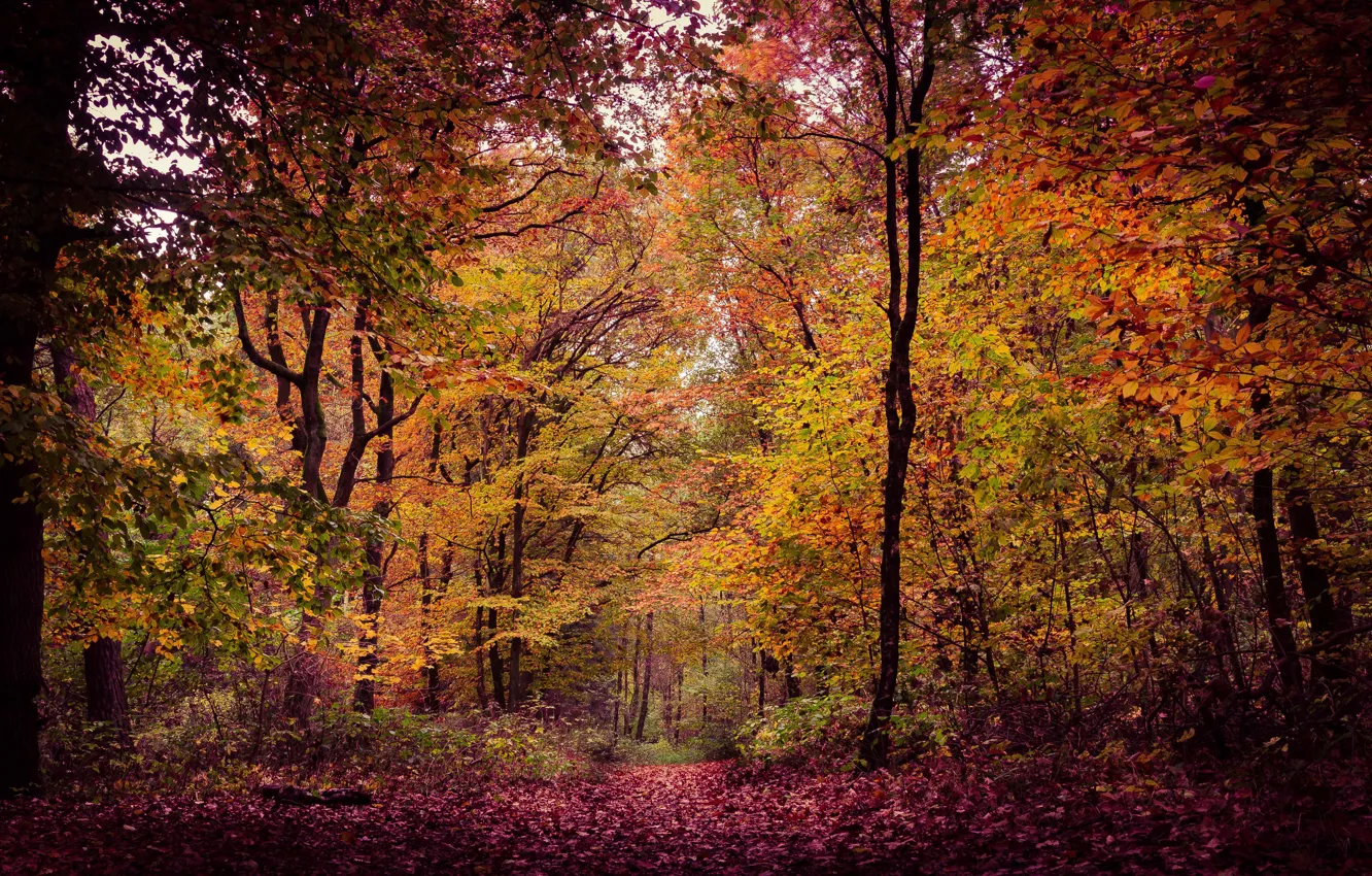 Фото обои autumn, foliage, woodland