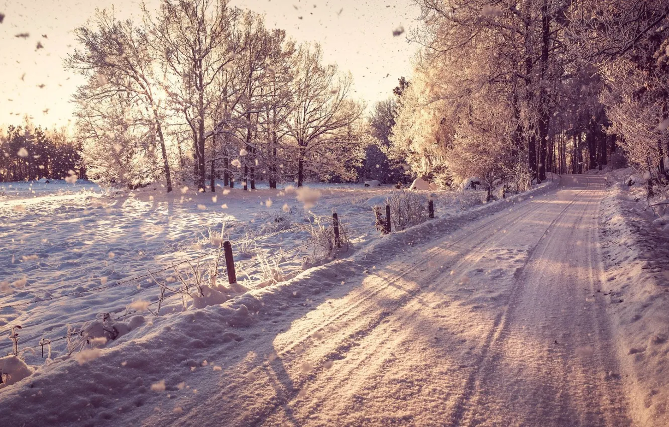 Фото обои зима, дорога, снег, деревья, road, trees, winter, snow