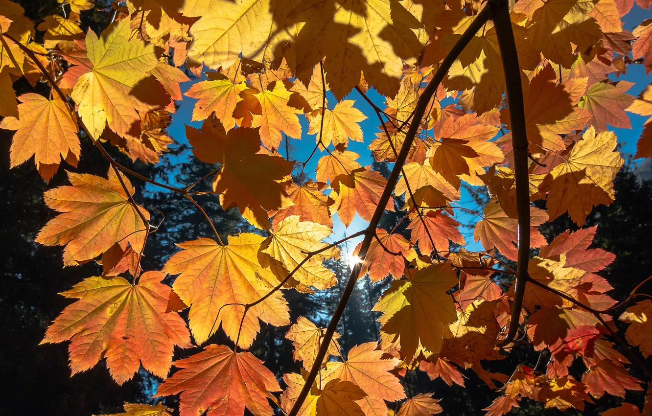 Фото обои осень, солнце, листва, Autumn, sun, Foliage