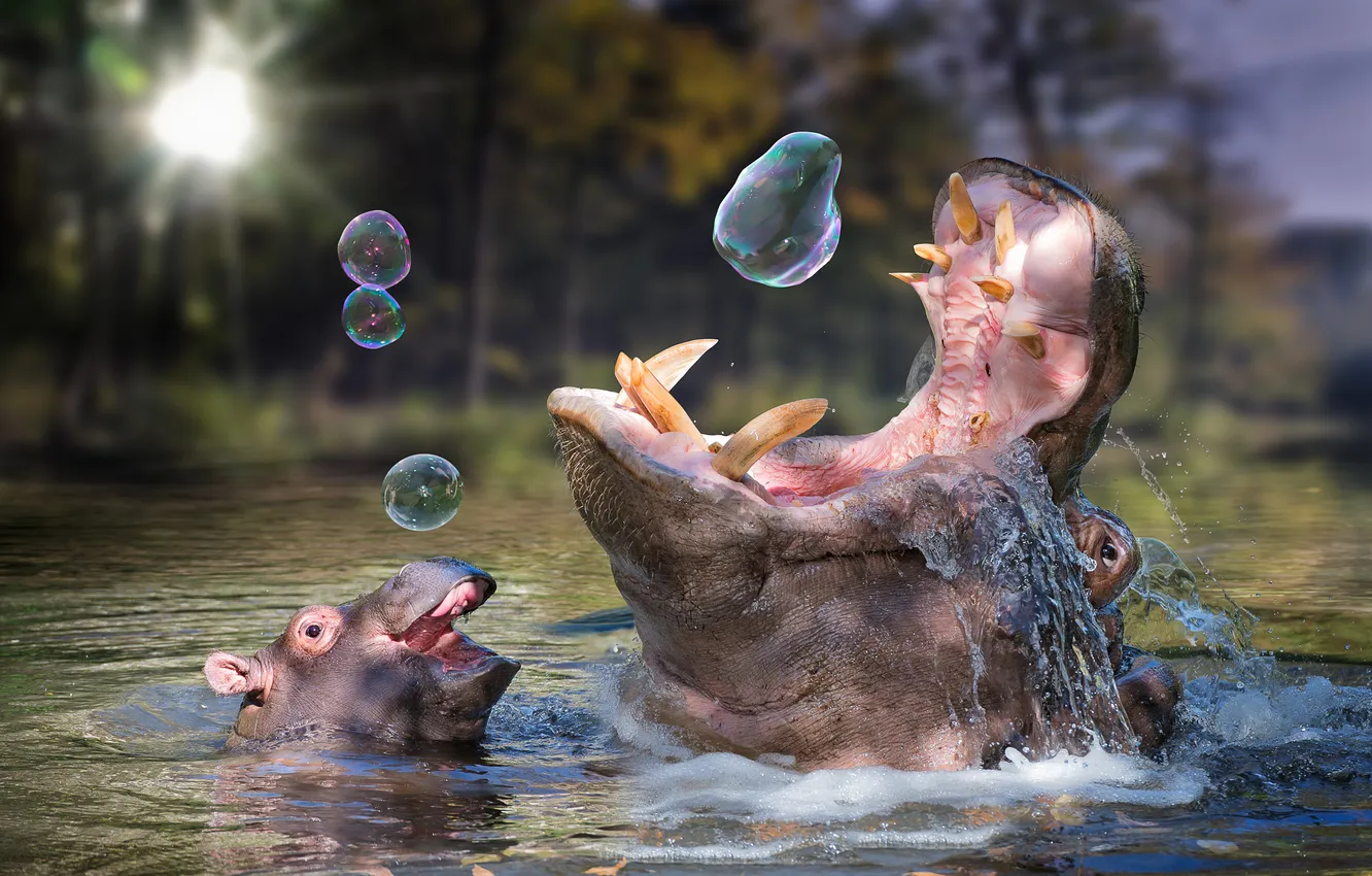 Фото обои в воде, бегемоты, резвятся