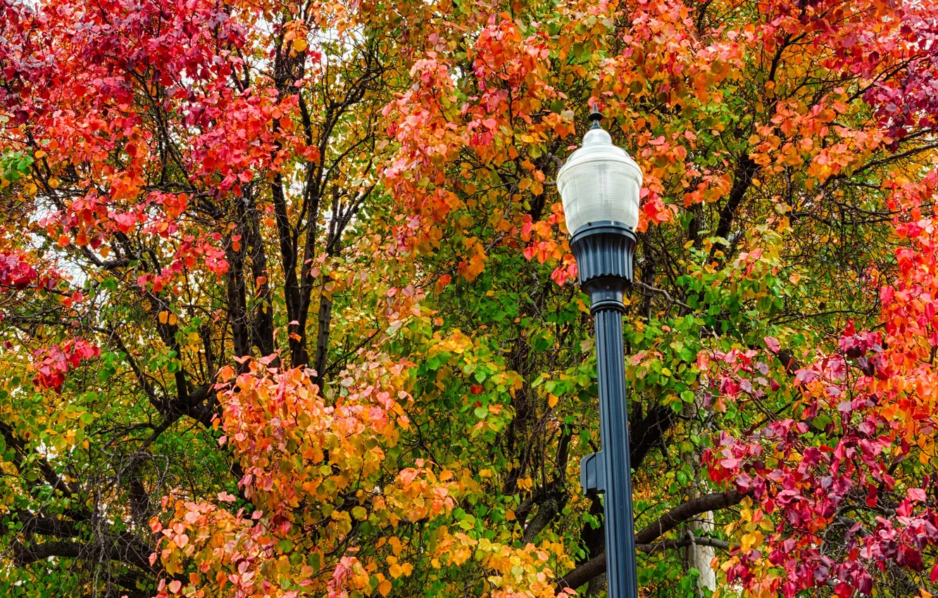 Фото обои осень, листья, деревья, ветки, природа, фонарь