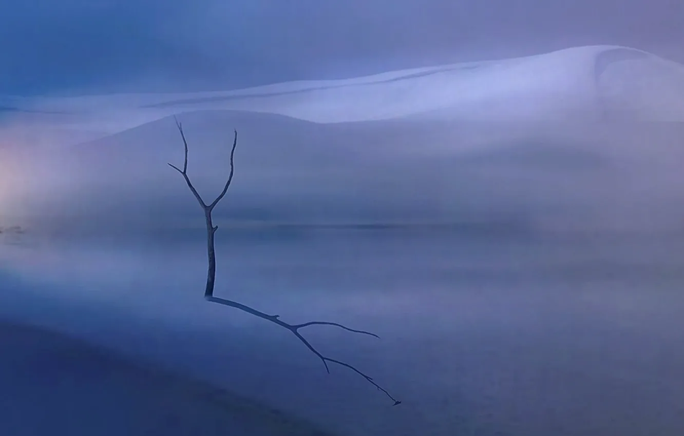 Фото обои деревья, пейзаж, тень