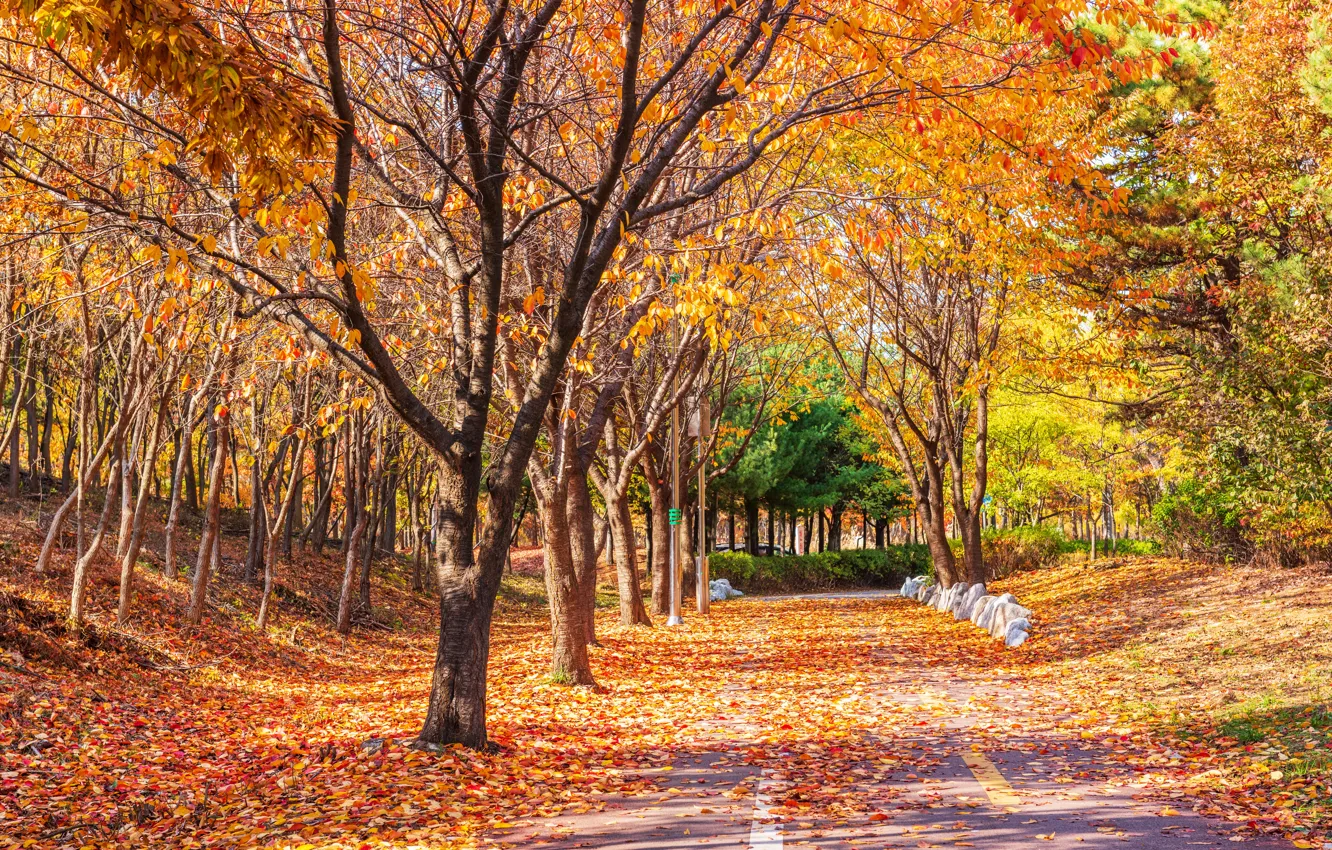 Фото обои дорога, осень, листья, деревья, парк, road, nature, park