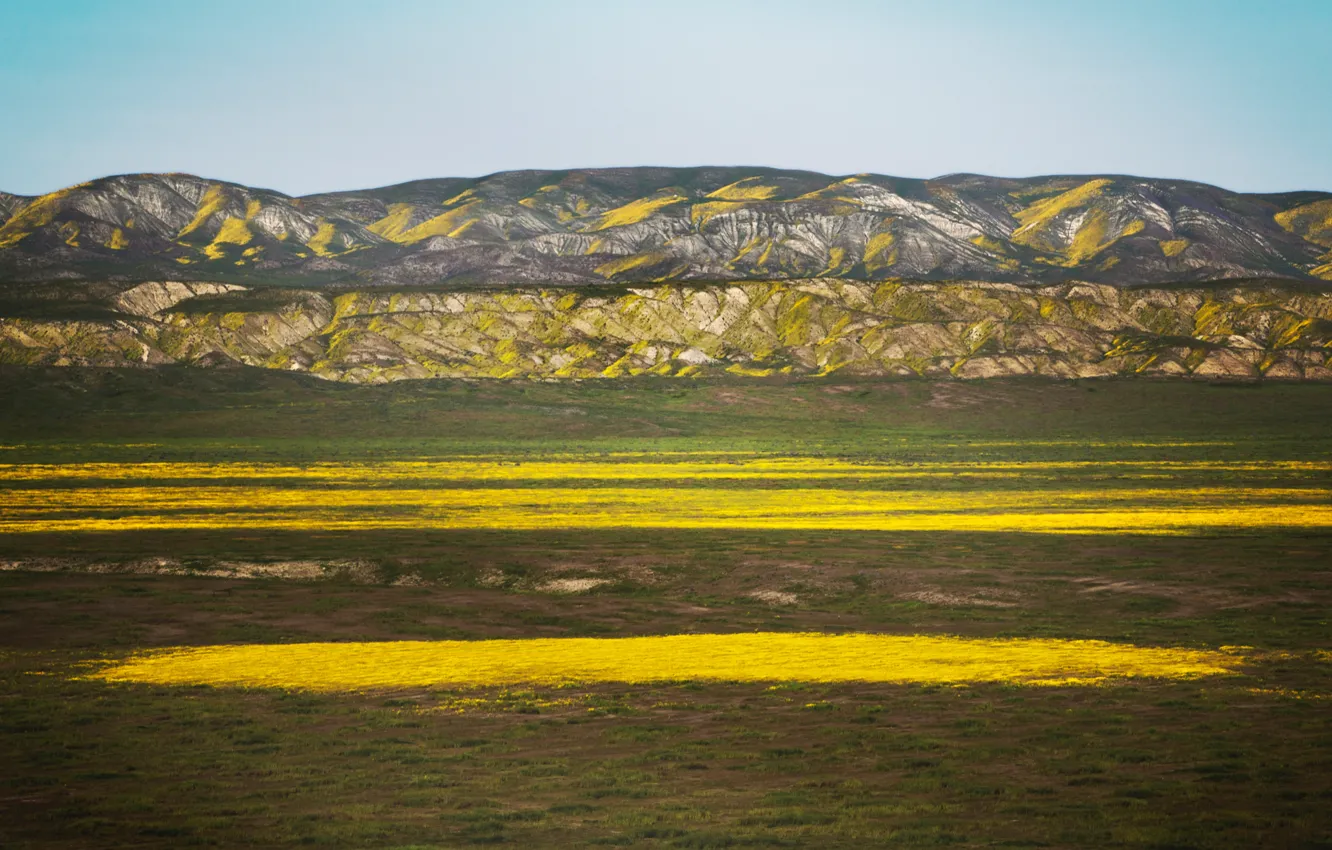 Фото обои поле, пейзаж, цветы, горы, желтое, 8k+