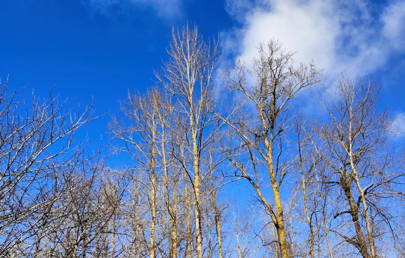 Фото обои light, sky, trees, nature, spring, bluesky