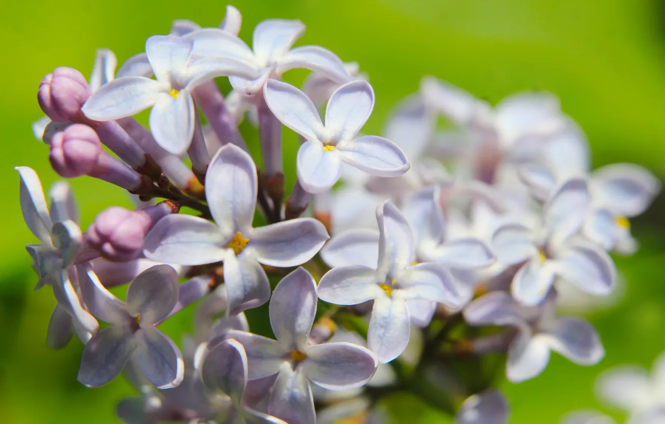 Фото обои flower, spring, lilac, blooming