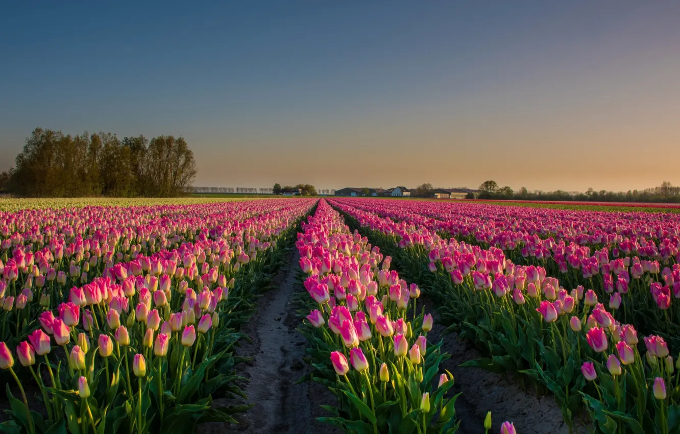 Фото обои Flower, Tulip, Field