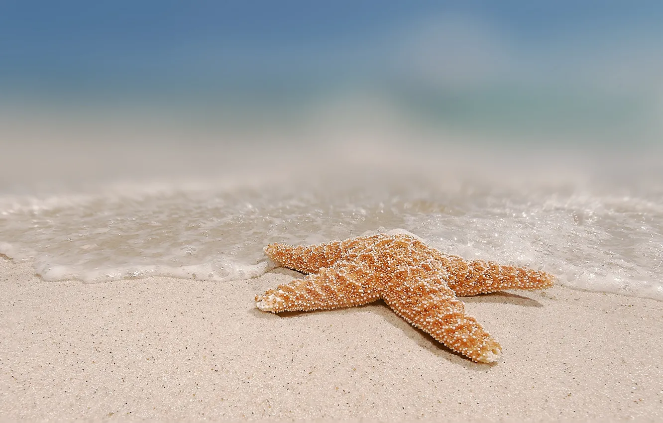 Фото обои песок, вода, морская звезда
