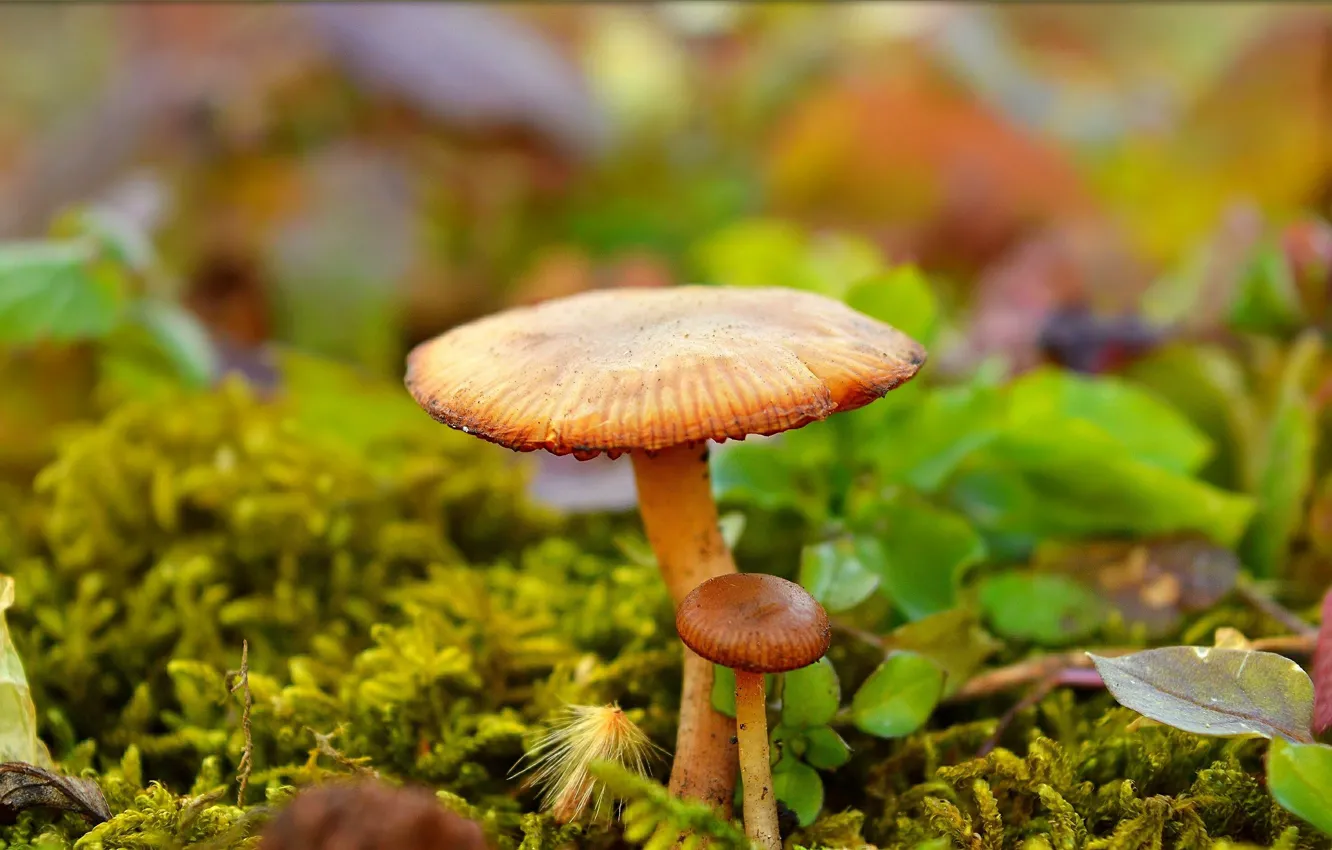 Фото обои Грибы, Nature, Mushrooms