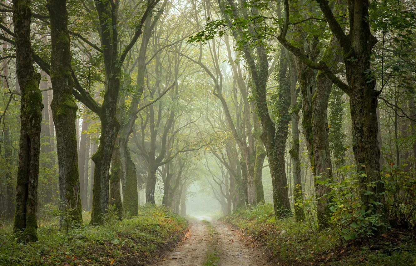 Фото обои дорога, осень, деревья, парк, аллея