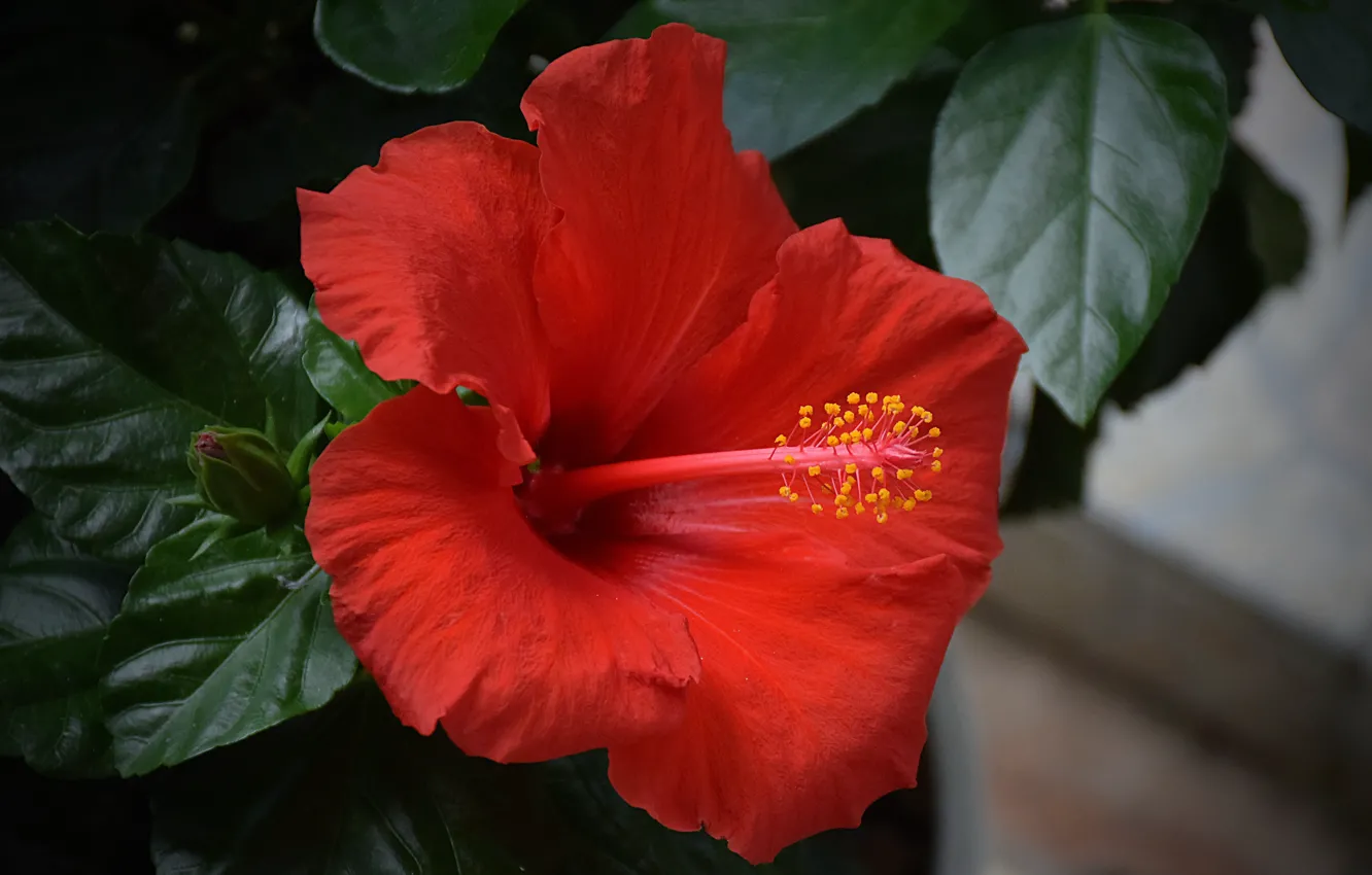 Фото обои Гибискус, Hibiscus, Красный цветок, Red flower