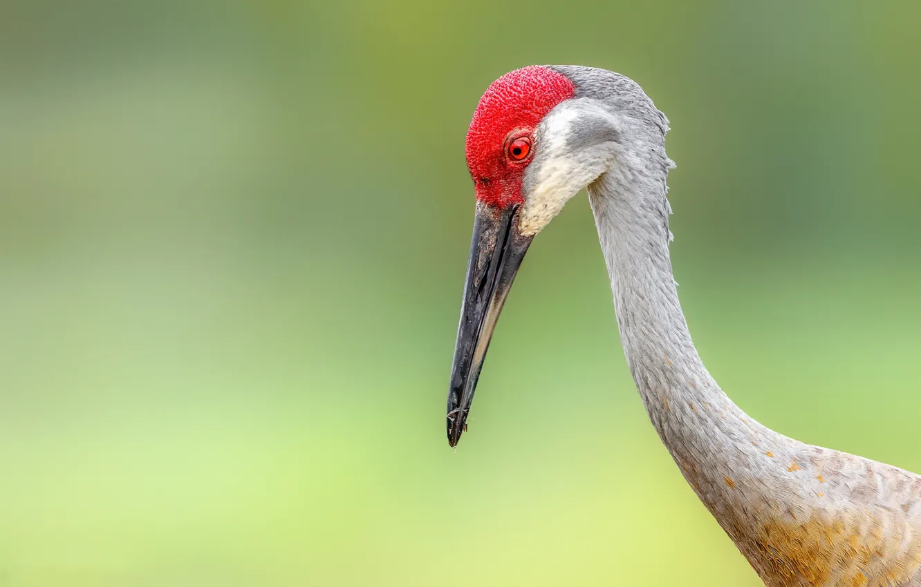 Фото обои фон, птица, Sandhill Crane
