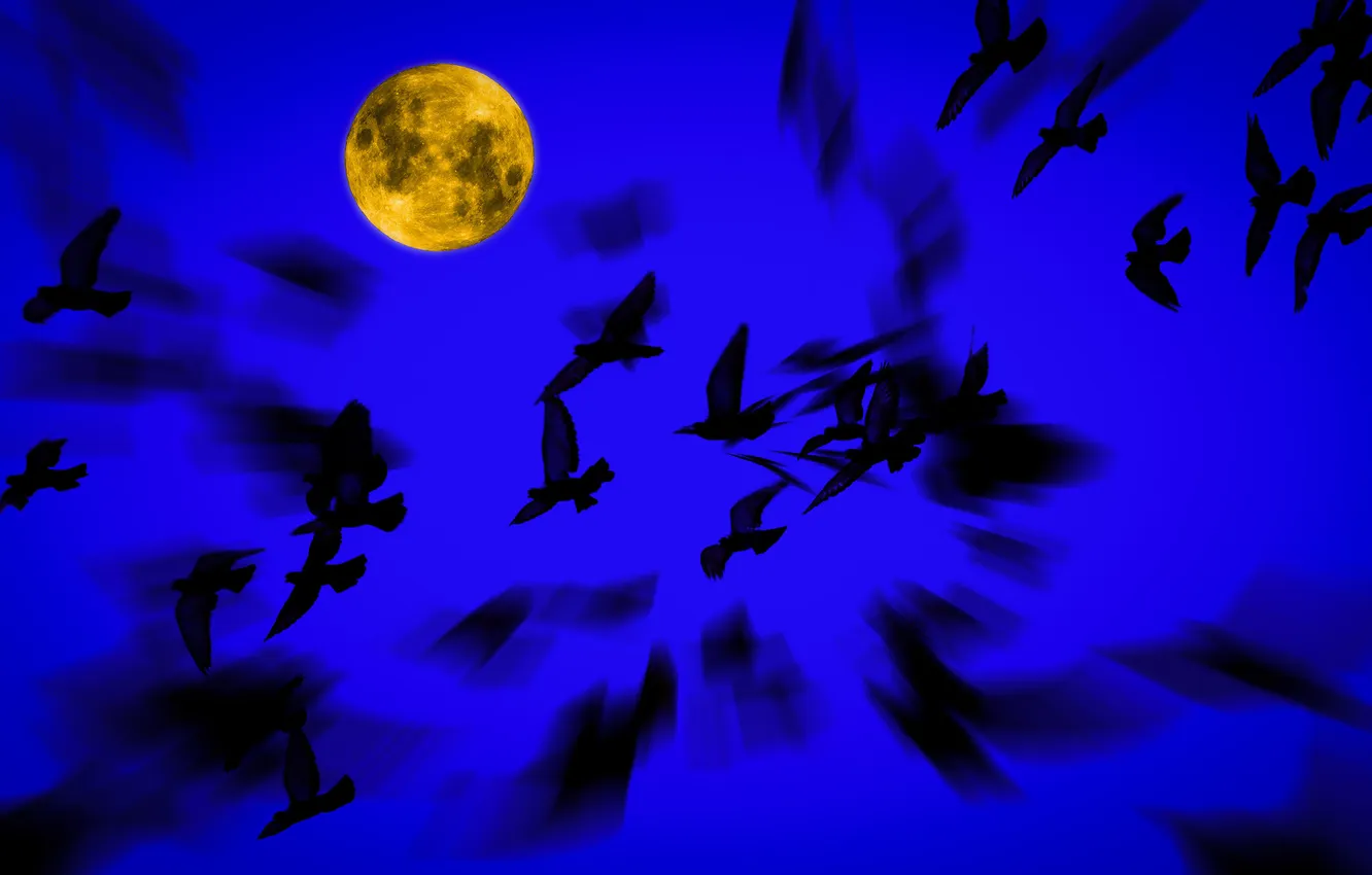 Фото обои птицы, ночь, Луна